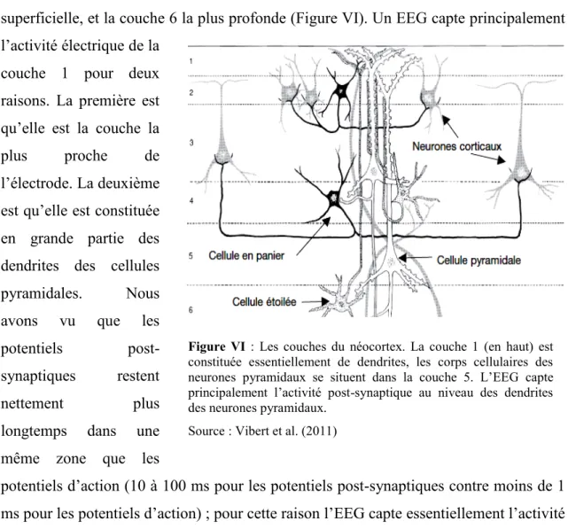 Figure  VI  :  Les couches  du  néocortex.  La  couche  1  (en  haut)  est 