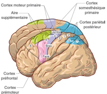 Figure  VIII  :  Les  régions  du  cortex  impliquées  dans  la 