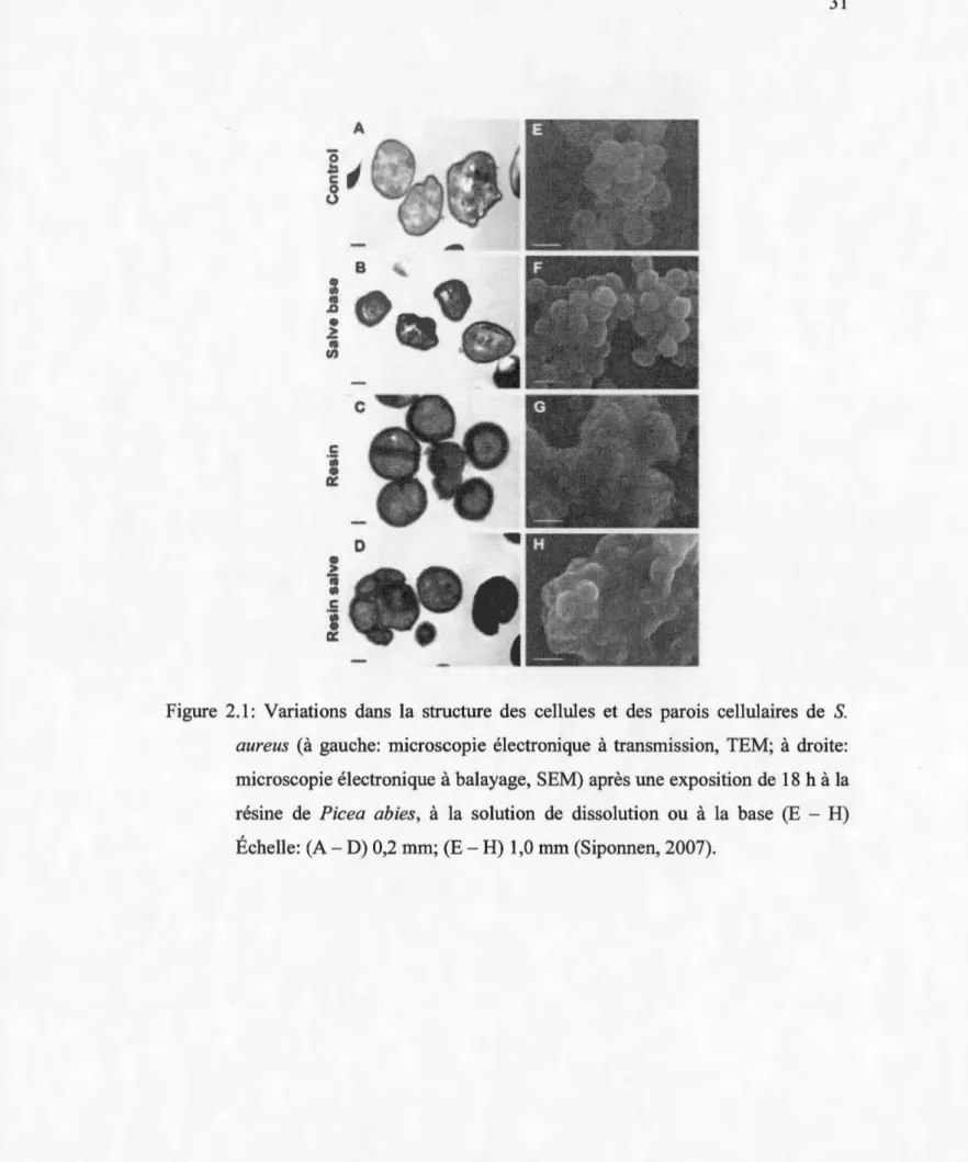 Figure  2.1:  Variations  dans  la  structure  des  cellules  et  des  parois  cellulaires  de  S