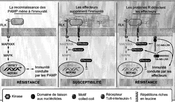 Figure 1. Modele expliquant les deux branches de 1'immunite chez les plantes,  1'immunite conduite par les PAMP et 1'immunite conduite par les effecteurs