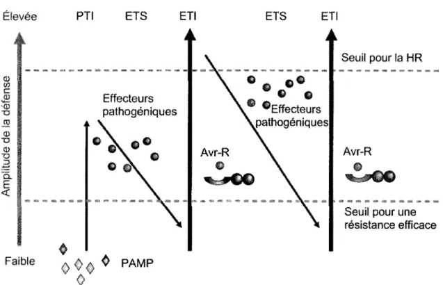Figure 2. Modele en zig-zag reunissant en divers episodes consecutifs les deux branches  du systeme immunitaire vegetal (immunite basale et resistance gene pour gene) en  ajoutant une dimension par des gradients de defense et de pathogenicity
