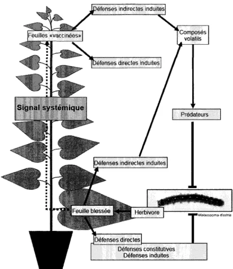 Figure 3. Resistance systemique chez un plant de peuplier. 