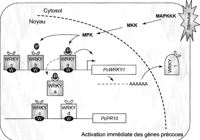 Figure 5. Modele hypothetique selon lequel les facteurs de transcription WRKY seraient  constitutivement lies au promoteur
