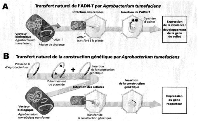 Figure 6. Transformation par Agrobacterium, du phenomene naturel a l'utilisation en  laboratoire 