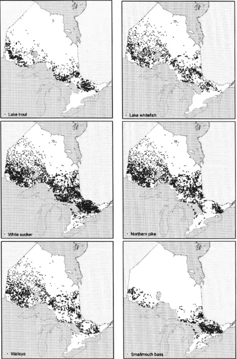 Figure 2.3: Distribution of the six freshwater fish species across Ontario, compiled in  the Aquatic Habitat Inventory