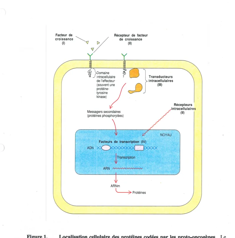 Figure 1. Localisation cellulaire des proteines codees par les proto-oncogenes. Le