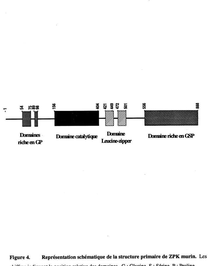 Figure 4. Representation schematique de la structure primaire de ZPK murin. Les chiffres indiquent la position relative des domaines