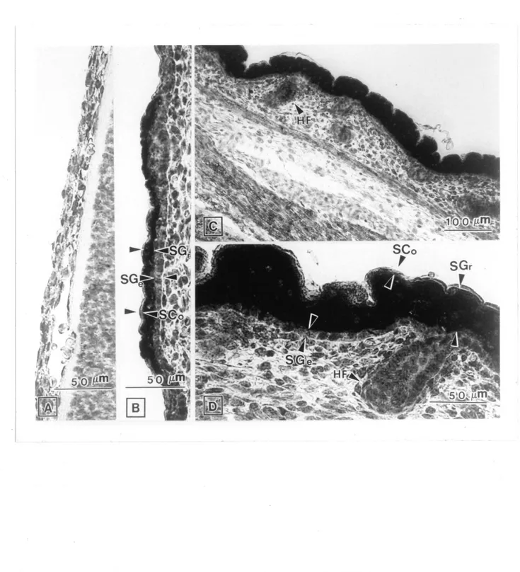 Figure 9.1. LocaUsation de rexpression de FARNm de ZPK dans la peau embryonnaire