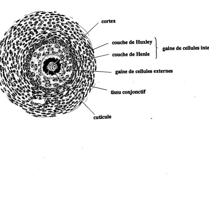 Figure 10. Coupe transvereale schematique d?un follicule d'une vibrisse de souris. Le cortex et la cuticule forment Ie poil