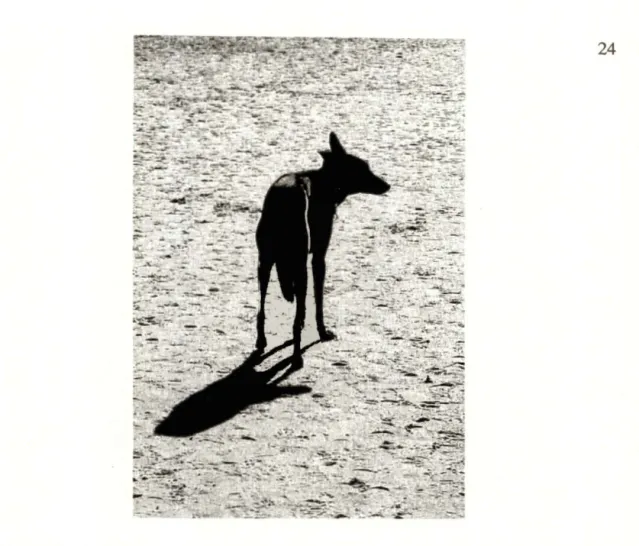 Figure 3.1 Delavaud, H. (2011). Chien Noir sur surface. Supports et dimensions  variables