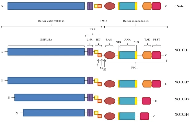 Figure 1. Les différents récepteurs Notch et leur structure 