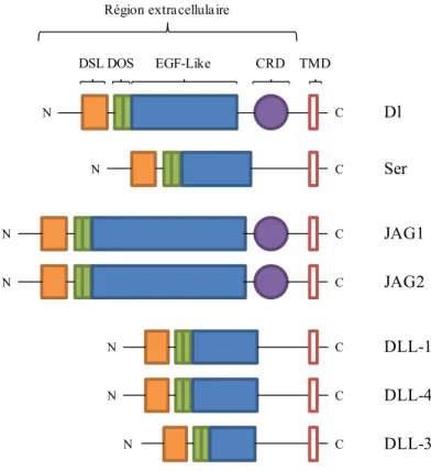 Figure 2. Les ligands de la voie Notch et leur structure 