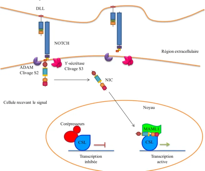 Figure 4. La voie de signalisation Notch 