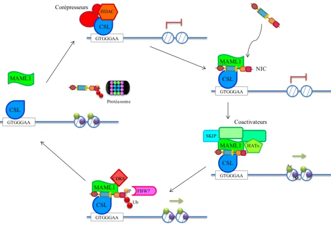 Figure 5. Régulation de l’activité transcriptionnelle de NIC 