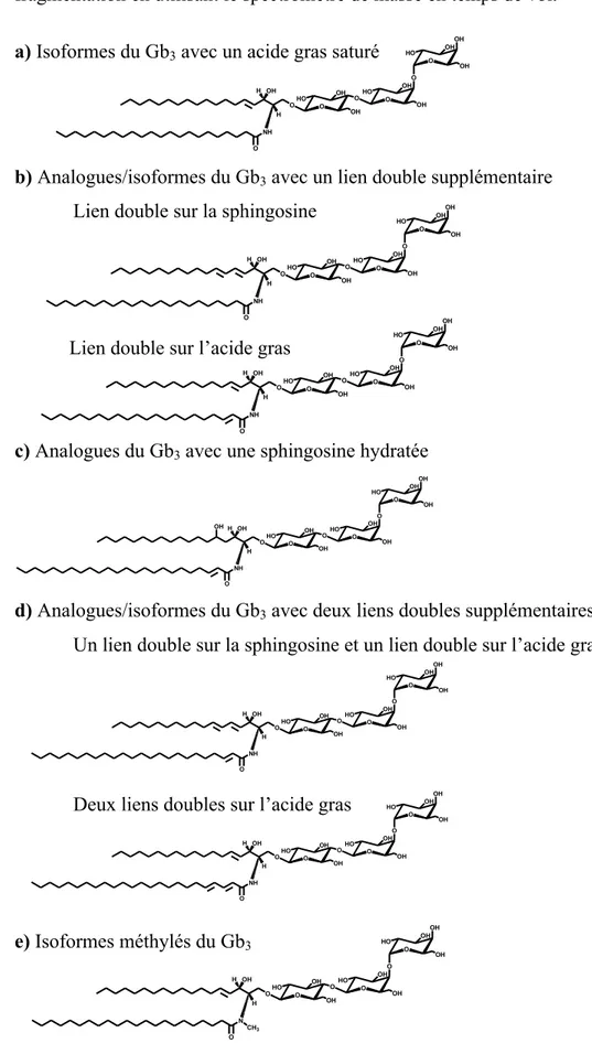 Figure  7.  Structures  des  isoformes  et  analogues  du  Gb 3   déterminés  par  des  études  de 