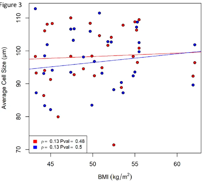 Figure 3: Spearman correlation coefficient between the average adipocyte cell size and BMI