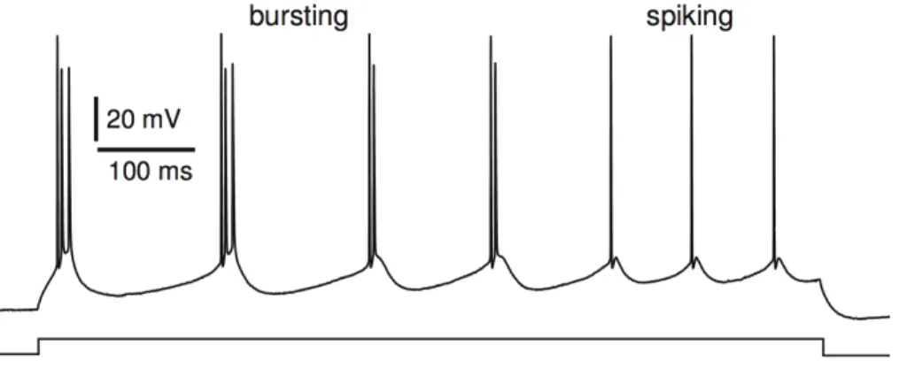 Figure 1.21: Intrinsic bursting in response to a sustained depolarizing pulse. Initial bursting is followed by tonic spiking (From [145]).