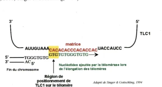 Figure 14: Illustration du positionnement de la matrice de l'ARN TLCl sur le télomère avant