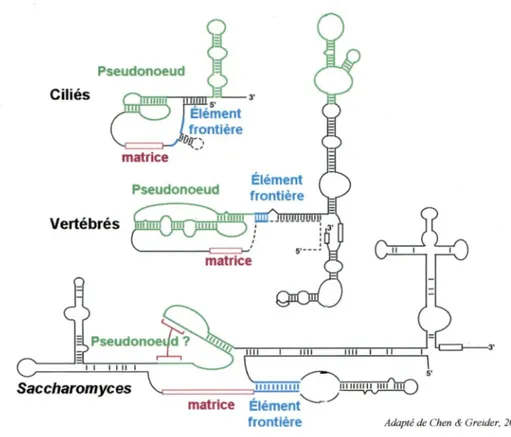 Figure 15:  Structure secondaire  de  l'ARN de  la  télomérase  chez  les  ciliés, les  vertébrés et  la levure {Saccharomyces).