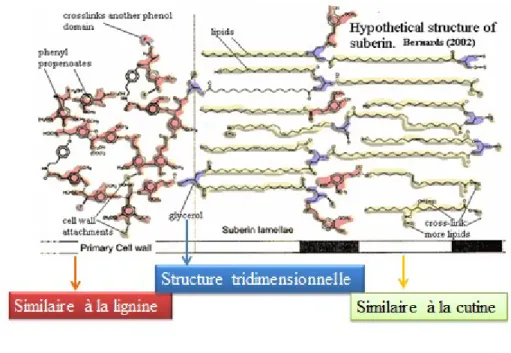 Figure 3 : Modèle de structure chimique de la subérine (adaptée de Bernards, 2002). 