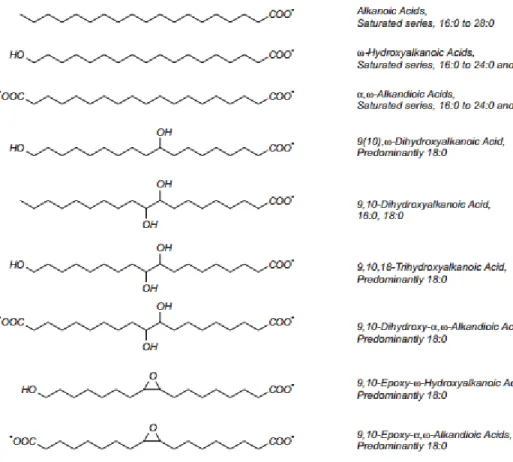 Figure 4 : Acides  gras  précurseurs de la portion aliphatique des tissus  subérifiés (Bernards,  2002)