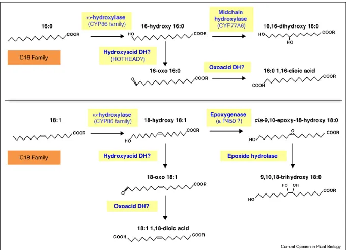 Figure 7 : Biosynthèse de monomères acyles de la famille C16 et C18 (Beisson et al. 2012)