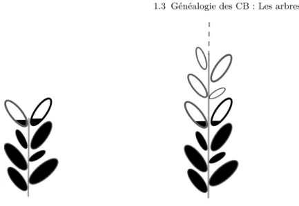 Figure 1.2: A gauche : l’arbre réel T B,h . A droite : l’arbre réel T B,∞ . Les deux arbres coïncident à distance inférieure à h de la racine