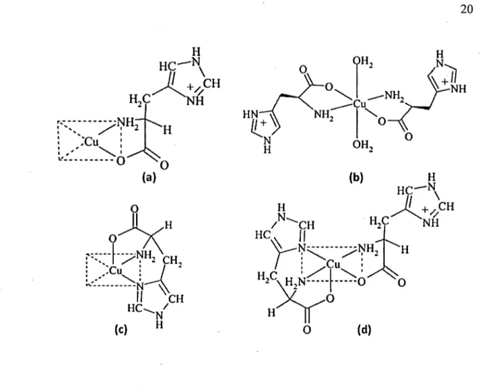 Figure 1.8  Différentes  structures  des  complexes  de  cuivre-histidine  obtenues  par diffraction  des  rayons  X