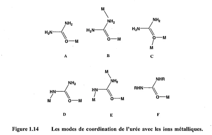 Figure 1.14  Les  modes  de  coordination  de  l'urée  avec les  ions  métalliques. 