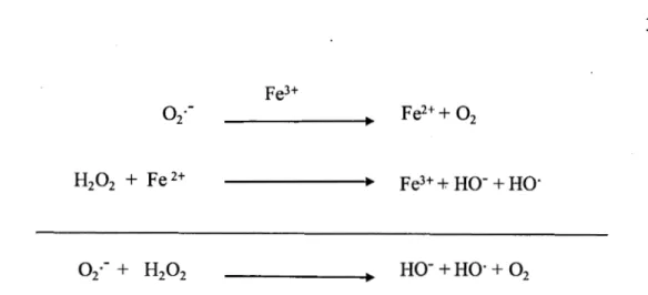 Figure 2.3  Mécanismes  des  réactions  de  Fenton  et  Haber-Weiss.  D'après 