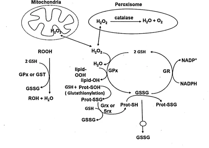 Figure 2.6  Les  principales  fonctions  de protection  du glutathion  contre  le  stress oxydatif