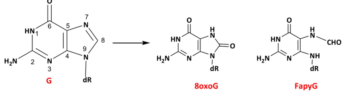 Figure 9: Guanine oxidative end products generated by •OH.  1.5.2.1.5 Adenine base derived oxidative modification: 