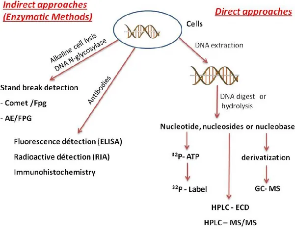 Figure 12: Different types of methods developed for the measurement of DNA damage in  cells (Figure based on  (JL Ravanat, 2005 and Jean Cadet et al., 2012) )