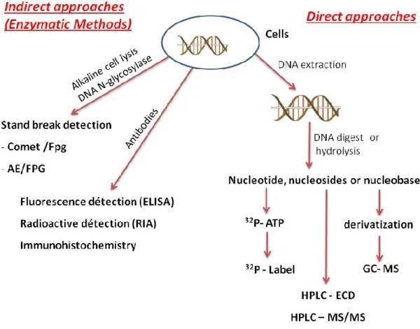 Figure 12: Different types of methods developed for the measurement of DNA damage in  cells (Figure based on  (JL Ravanat, 2005 and Jean Cadet et al., 2012) )