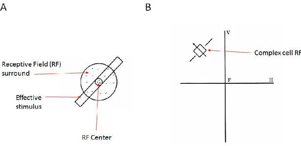 Figure  1.05  -  Receptive  fields .  A)  center-surround  receptive  field  of  typical  on-center  retinal  ganglion cell (RGC)