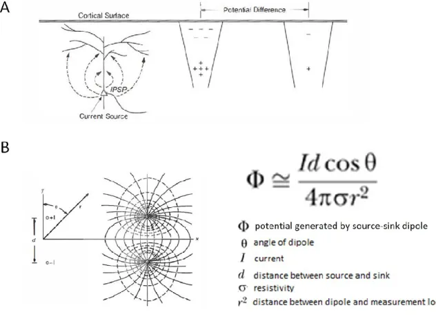 Figure 1.09 –Biophysics of EEG . A) Synaptic action at membrane surfaces caused by inhibitory  and  excitatory  postsynaptic  potentials  (IPSP,  EPSP)  creates  balanced  local  current  sources  and  sinks