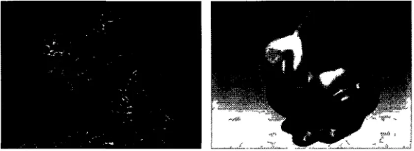 Figure 1 Fluid on the Bunny s surface liquid and smoke 