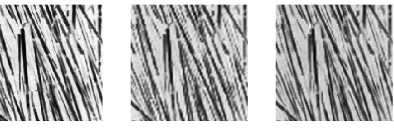 Figure 1.4 compares a separable cubic spline interpolation with a super-resolution inter- inter-polation computed with the proposed algorithm