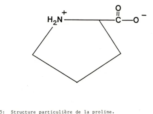 Figure  5:  Structure  particulière  de  la  proline . 