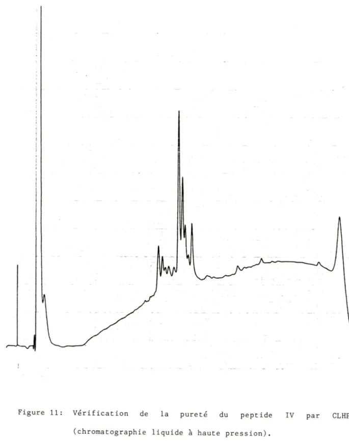 Figure  11:  Vérification  de  la  pureté  du  peptide  IV  par  CLHP  (chromatographie  liquide  à  haute  pression)