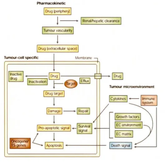 Figure  1.3  Mécanisme s  mo léculaires  impl iqués  dans  la  résistance  aux  médicaments 