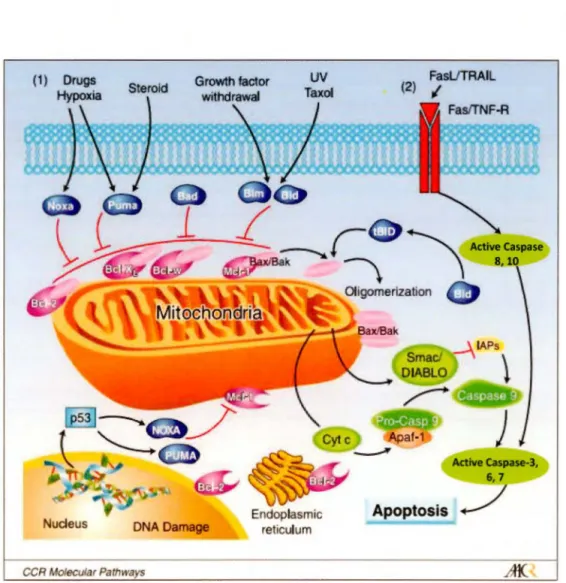 Figure  1.7  Schéma  des  votes  i ntrinsèques  et  extrinsèques  de  l'apoptose.  (1 )  La  v01e 