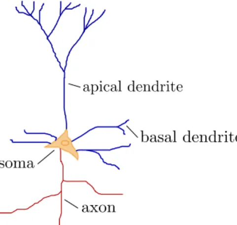 Figure 1.5 – Schematic view of a pyramidal neuron by the author. The name pyramidal comes from the shape of the soma.