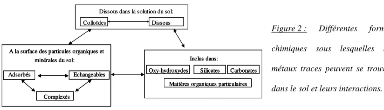 Figure 2 : Différentes formes  chimiques sous lesquelles les  métaux traces peuvent se trouver  dans le sol et leurs interactions