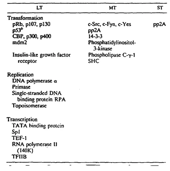 Tableau lA.  Sommaire des  interactions des antigènes T avec les  protéines cellulaires 8 