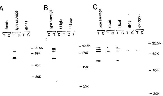 Figure 8.  Co-immunoprécipitation des protéines mutantes avec des polypeptides RB  Des polypeptides RB  (approximativement, 83K, 79K, 75K et 58K) sont synthétisés in vitro  par transcription  d'un  clone  d'ADNc  humain  et  traduction  subséquente  de  l'