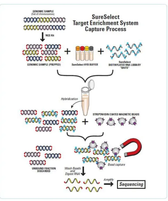 Figure  2  :  Méthode  de  capture  des  exons  par  enrichissement  des  régions  cibles  de  SureSelect  de  Agilent