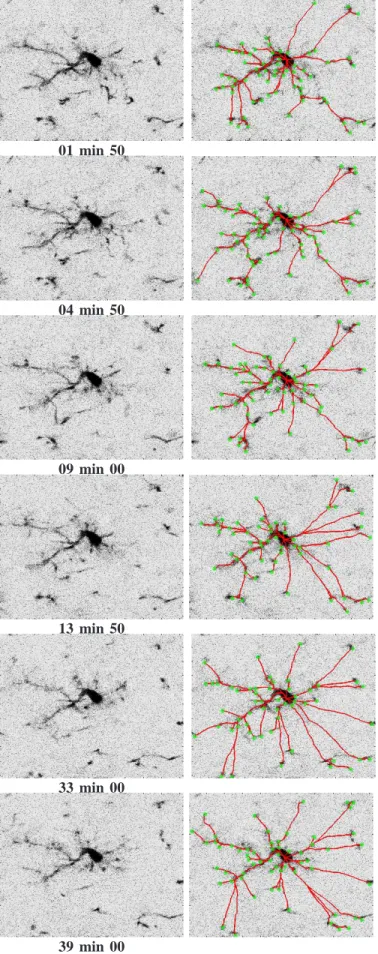 Fig. 7. Segmentation of the microglia from confocal microscope images. Left panel: the microglia images (1 image / 90 seconds), right panel: the extracted tree structure, the green circles are the Harris points, the red lines trace the paths from the Harri