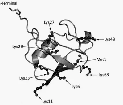 Figure 1.2. Structure de la protéine Ub. L'Ub est une petite protéine de 76 acides aminés  ayant  une  structure  globulaire