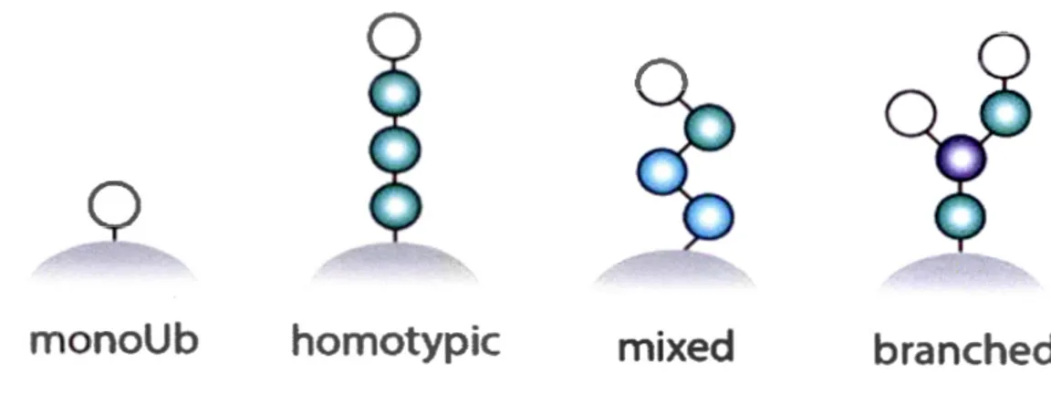 Figure 1.3. Modification du substrat par l'ubiquitination. Sur une lysine du substrat, il  peut y avoir ajout d'une seule protéine Ub, nommé mono-ubiquitination ou ajout d'une  chaîne  d'Ub,  nommé  poly-ubiquitination,  qui  peut  être  homotypique,  mixt